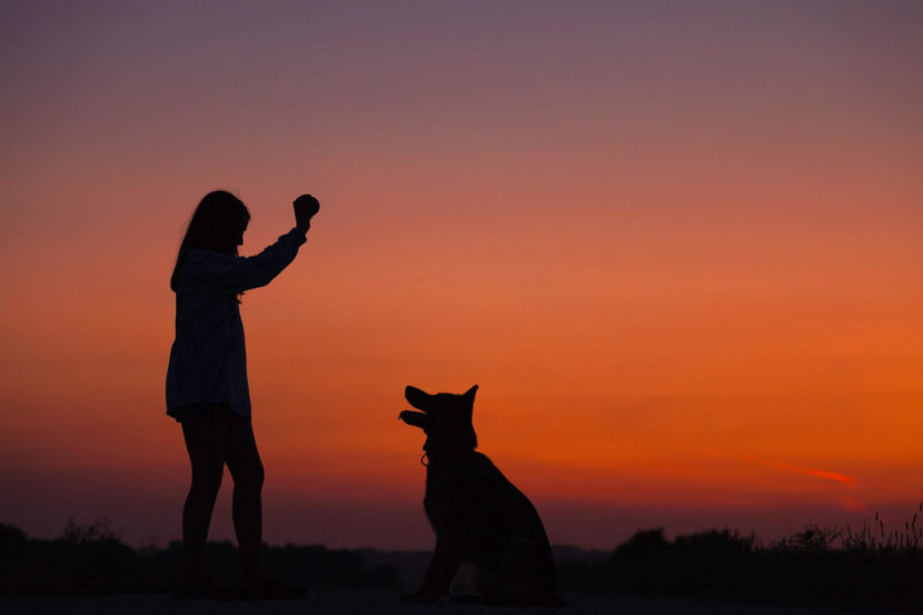 Garde d’animaux à domicile et pet sitting pour chien, chat, hamster, poisson, NAC Garde d’animaux à domicile et pet sitting pour chien, chat, hamster, poisson, NAC