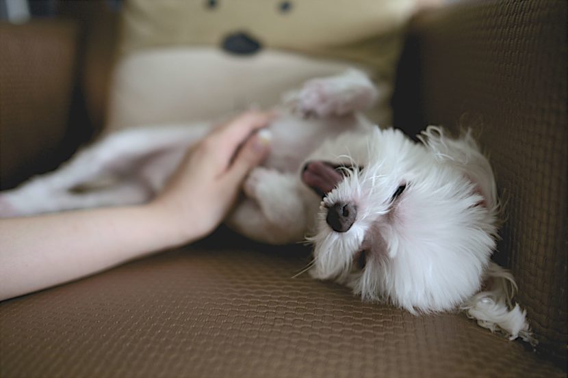 trouver-dogsitter-catsittter