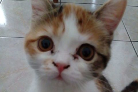 pet-sitter-pour-chat-macau