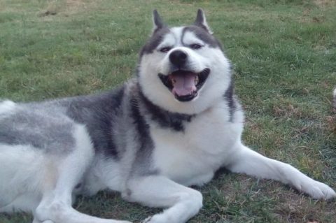 Garde de chien pour les vacances Garde de chien pour les vacances