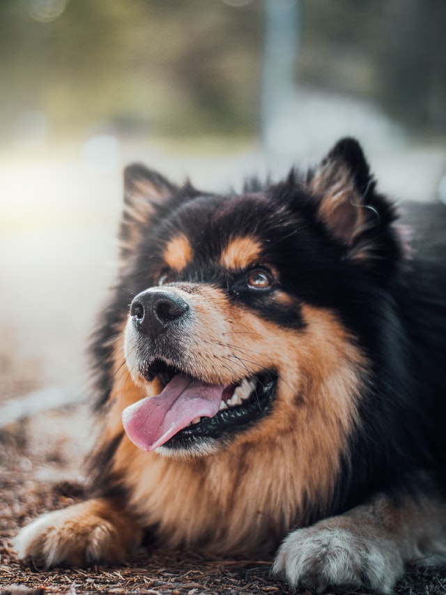 Comment retrouver un animal perdu dans le Médoc ?