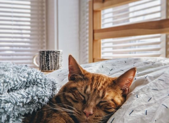 Avoir un chat ou un chien en appartement