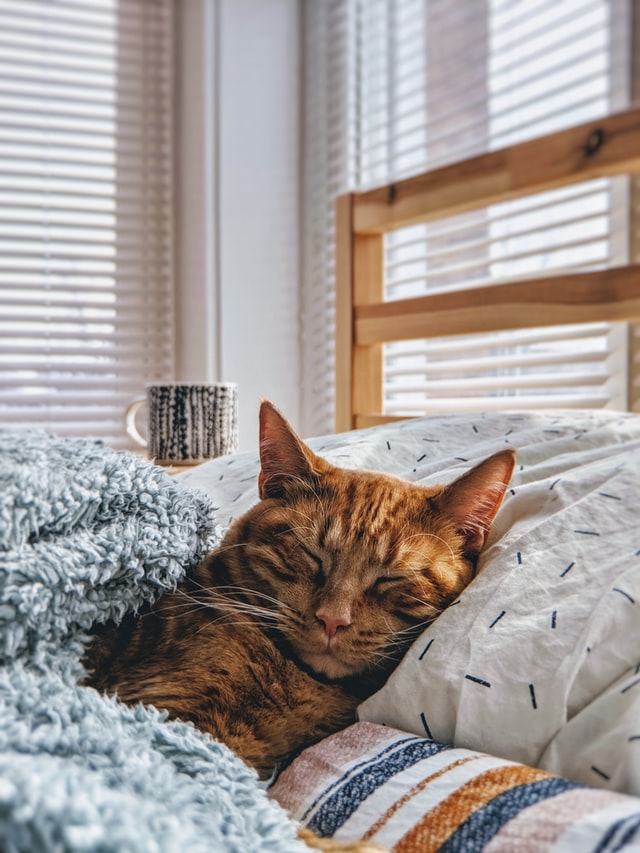 Avoir un chat ou un chien en appartement