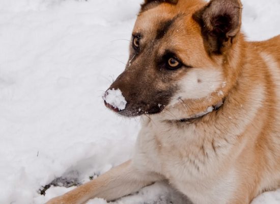 Protéger ses animaux de compagnie en hiver