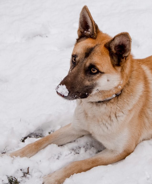 Protéger ses animaux de compagnie en hiver