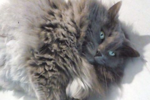 Cat-sitting-garde-de-chat Cat-sitting-garde-de-chat